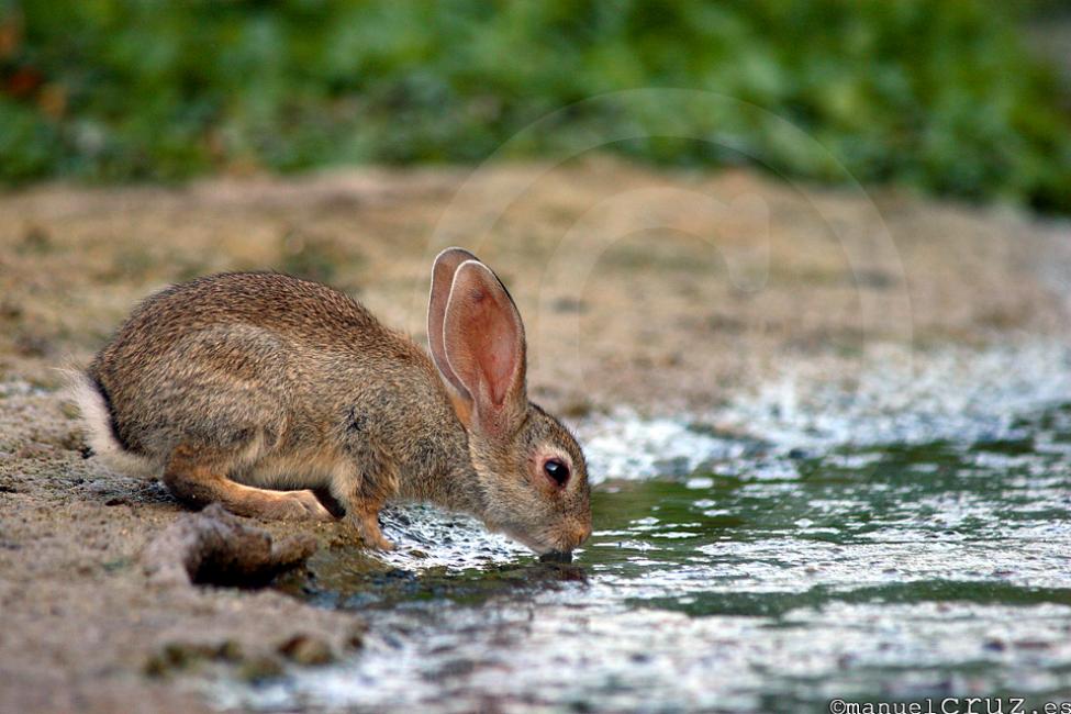 Conejo de campo (Oryctolagus cuniculus)